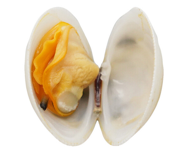 clam