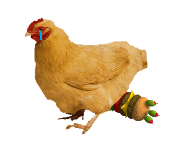 Pathetic True Chicken