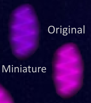 og laser vs purple